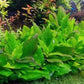 Hygrophila Corymbosa “Compact”              היגרופילה קורימבוסה קומפקט