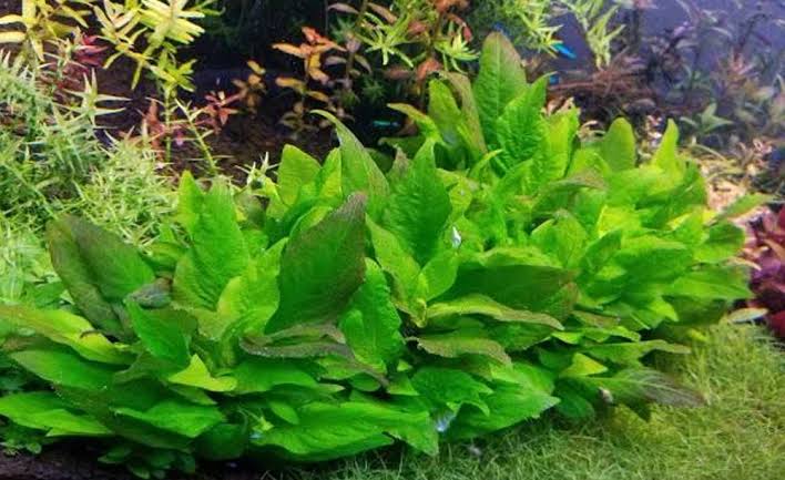 Hygrophila Corymbosa “Compact”              היגרופילה קורימבוסה קומפקט