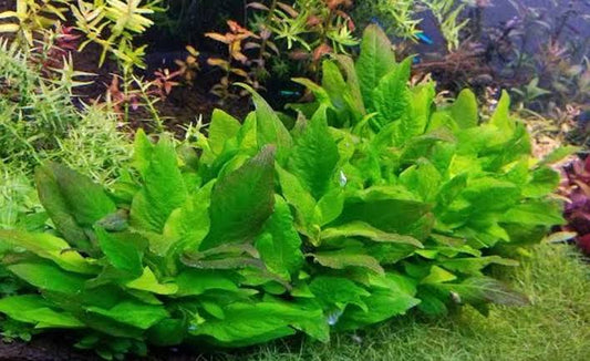 Hygrophila Corymbosa “Compact”              היגרופילה קורימבוסה קומפקט