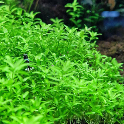 המיאנטוס גלומרטוס / מיקרנטמואידס  Hemianthus Glomeratus / Micranthemoides