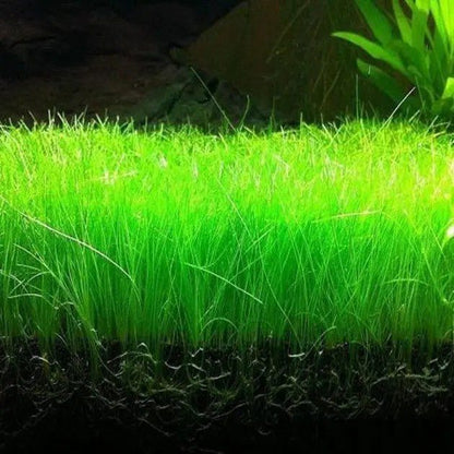 Eleocharis Acicularis אלאוכריס אסיקולריס