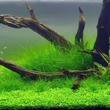 Eleocharis Acicularis אלאוכריס אסיקולריס