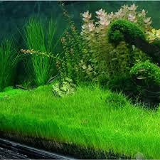Eleocharis Acicularis אלאוכריס אסיקולריס