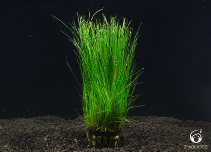 Eleocharis Acicularis אלאוכריס אסיקולריס