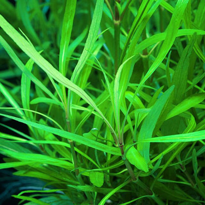 היגרופילה קורימבוסה אנגוסטיפוליה Hygrophila Corimbosa Angustifolia