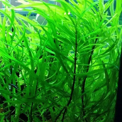 היגרופילה קורימבוסה אנגוסטיפוליה Hygrophila Corimbosa Angustifolia
