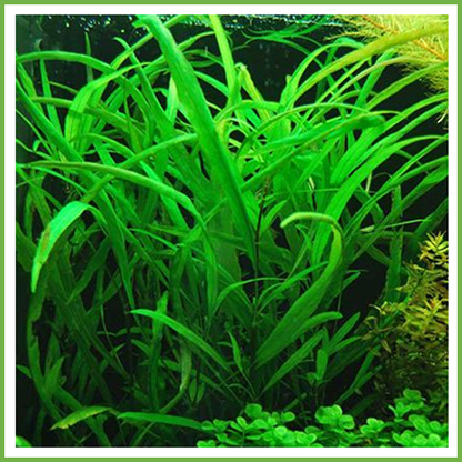 היגרופילה קורימבוסה אנגוסטיפוליה Hygrophila Corimbosa Angustifolia