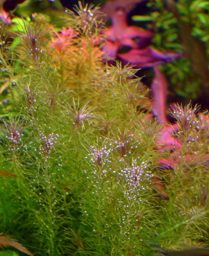 Mayaca sp. "Santarem Red" מאיאקה סנטארם רד