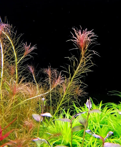 Mayaca sp. "Santarem Red" מאיאקה סנטארם רד