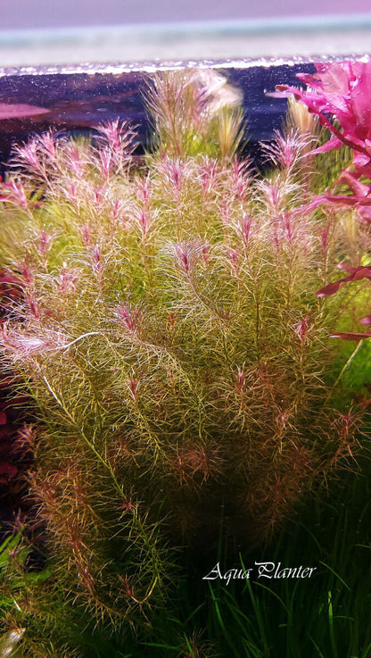 Mayaca sp. "Santarem Red" מאיאקה סנטארם רד