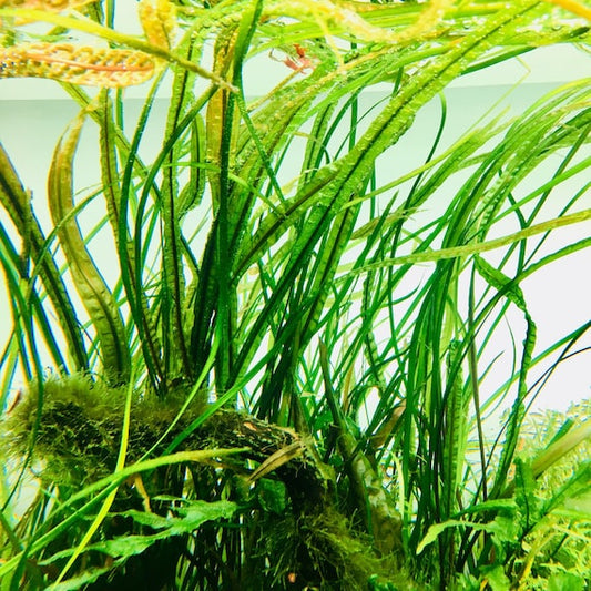 Cryptocoryne Crispatula var. Balansae / קריפטוקורין קריספטולה בלנסה
