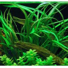 Cryptocoryne Crispatula var. Balansae / קריפטוקורין קריספטולה בלנסה
