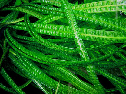 Cryptocoryne Crispatula var. Balansae / קריפטוקורין קריספטולה בלנסה