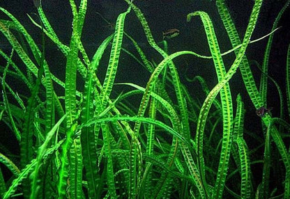 Cryptocoryne Crispatula var. Balansae / קריפטוקורין קריספטולה בלנסה
