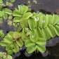Salvinia Natans (Floating Fern)      סלביניה נטנס (שרך צף)