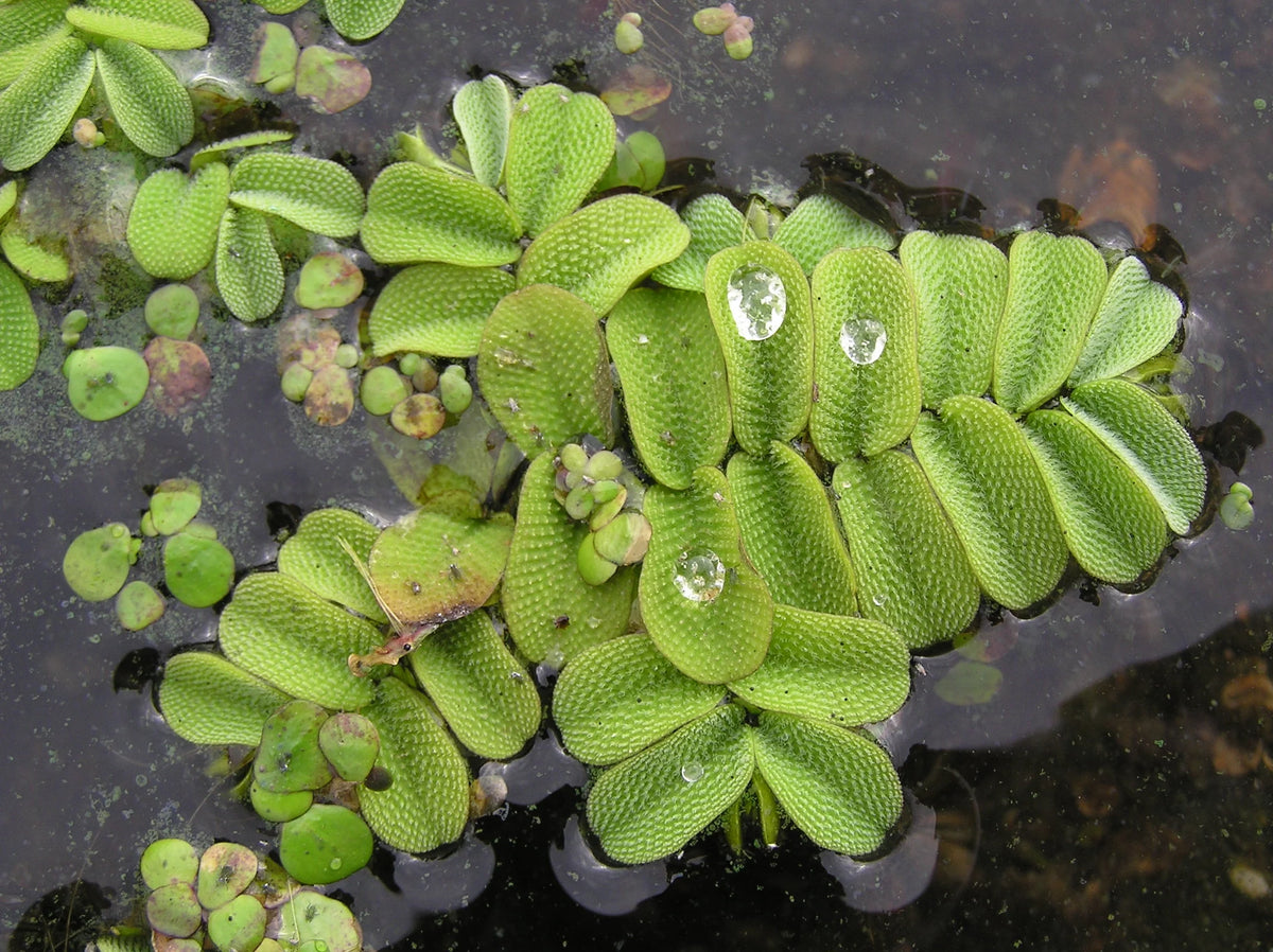 Salvinia Natans (Floating Fern)      סלביניה נטנס (שרך צף)