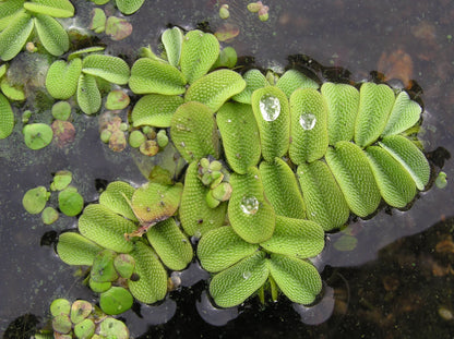 Salvinia Natans (Floating Fern)      סלביניה נטנס (שרך צף)