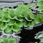 Salvinia Natans (Floating Fern)      סלביניה נטנס (שרך צף)