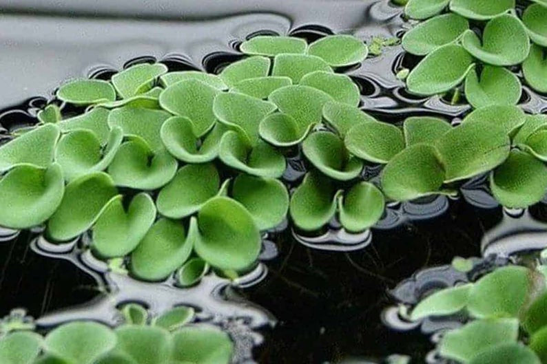 Salvinia Natans (Floating Fern)      סלביניה נטנס (שרך צף)