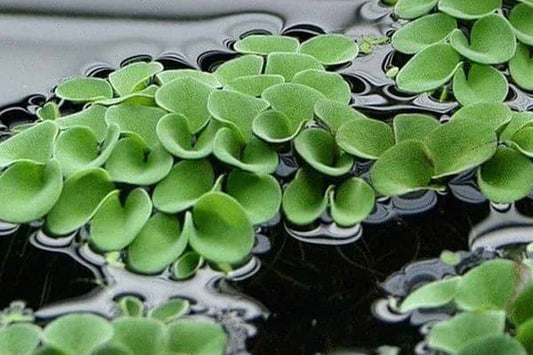 Salvinia Natans (Floating Fern)      סלביניה נטנס (שרך צף)