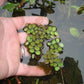 Salvinia Natans (Floating Fern)      סלביניה נטנס (שרך צף)