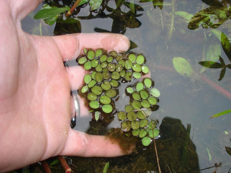 Salvinia Natans (Floating Fern)      סלביניה נטנס (שרך צף)
