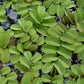 Salvinia Natans (Floating Fern)      סלביניה נטנס (שרך צף)