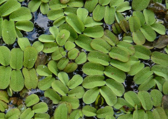 Salvinia Natans (Floating Fern)      סלביניה נטנס (שרך צף)