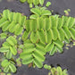 Salvinia Natans (Floating Fern)      סלביניה נטנס (שרך צף)