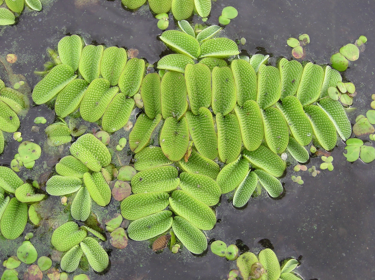 Salvinia Natans (Floating Fern)      סלביניה נטנס (שרך צף)