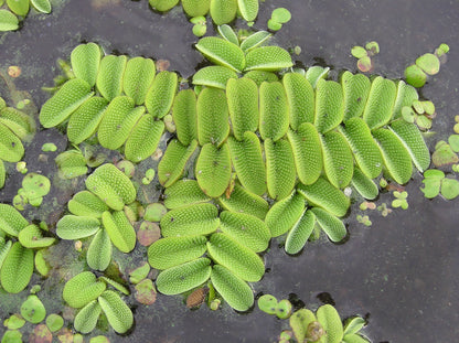 Salvinia Natans (Floating Fern)      סלביניה נטנס (שרך צף)