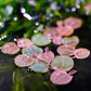 Fyllanthus Fluitans (RRF - Red Root Floaters).                        פילנטוס פלואיטנס (צמח צף אדום)