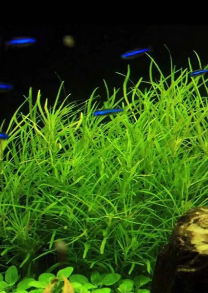 Pogostemon Stellatus "Octopus " פוגוסטמון סטלטוס ״אוקטופוס"