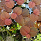 Fyllanthus Fluitans (RRF - Red Root Floaters).                        פילנטוס פלואיטנס (צמח צף אדום)