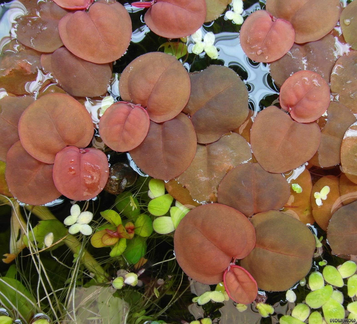 Fyllanthus Fluitans (RRF - Red Root Floaters).                        פילנטוס פלואיטנס (צמח צף אדום)