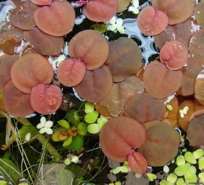 Fyllanthus Fluitans (RRF - Red Root Floaters).                        פילנטוס פלואיטנס (צמח צף אדום)