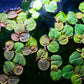Fyllanthus Fluitans (RRF - Red Root Floaters).                        פילנטוס פלואיטנס (צמח צף אדום)