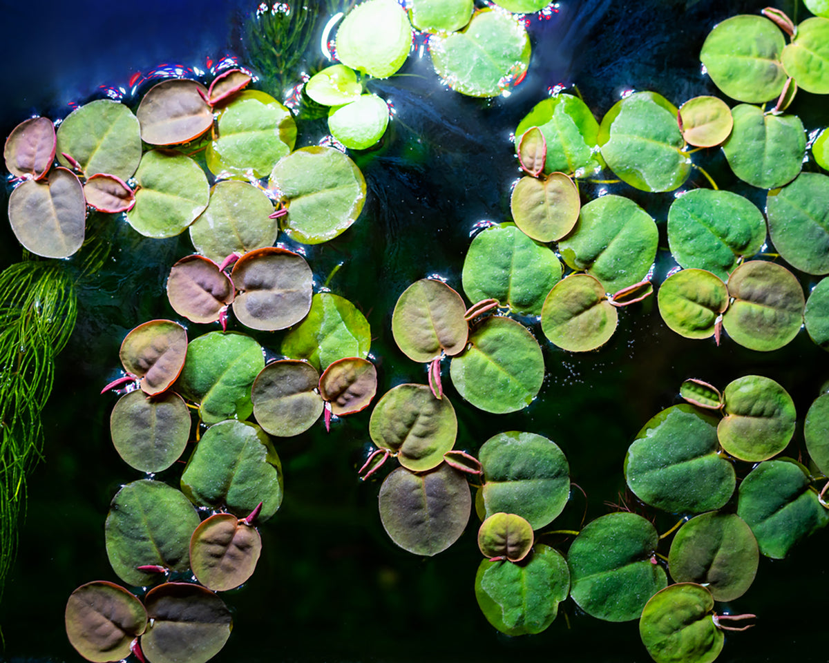 Fyllanthus Fluitans (RRF - Red Root Floaters).                        פילנטוס פלואיטנס (צמח צף אדום)