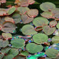 Fyllanthus Fluitans (RRF - Red Root Floaters).                        פילנטוס פלואיטנס (צמח צף אדום)