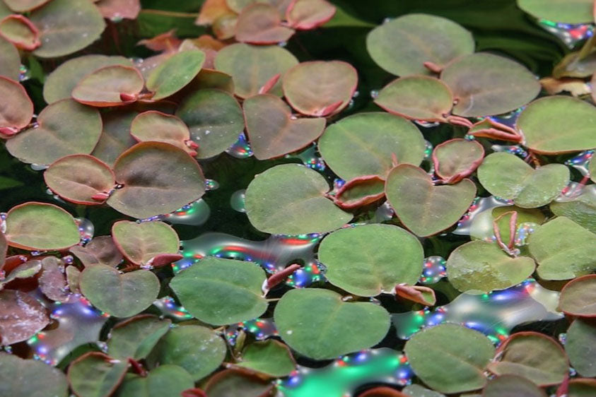 Fyllanthus Fluitans (RRF - Red Root Floaters).                        פילנטוס פלואיטנס (צמח צף אדום)