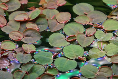 Fyllanthus Fluitans (RRF - Red Root Floaters).                        פילנטוס פלואיטנס (צמח צף אדום)