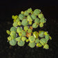 Fyllanthus Fluitans (RRF - Red Root Floaters).                        פילנטוס פלואיטנס (צמח צף אדום)