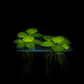 Limnobium Leavigatum (Amazon Frogbit).                                לימנוביום לאוויגטום (צפרדעון אמזוני)