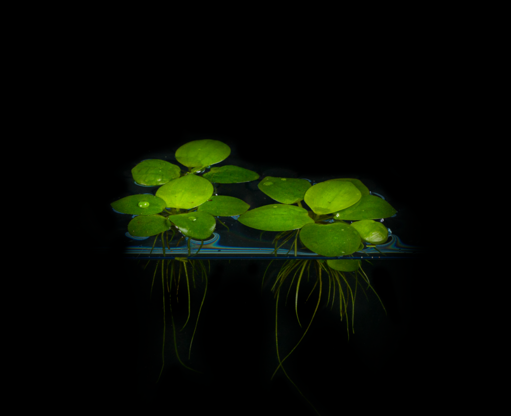 Limnobium Leavigatum (Amazon Frogbit).                                לימנוביום לאוויגטום (צפרדעון אמזוני)