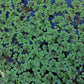 Azolla Caroliniana (Mosquito Floating Fern).                                לימנוביום אזולה קרוליניאנה (שרך יתושים צף)