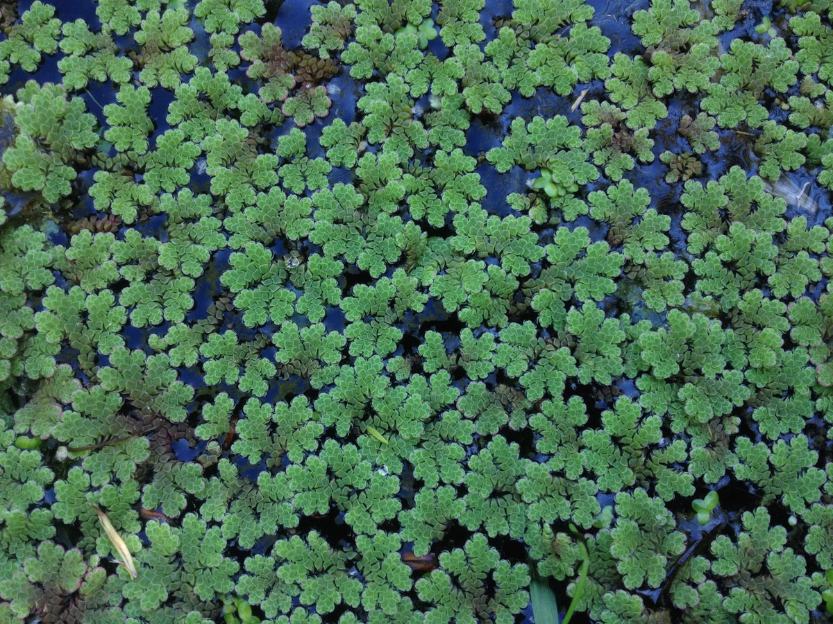 Azolla Caroliniana (Mosquito Floating Fern).                                לימנוביום אזולה קרוליניאנה (שרך יתושים צף)