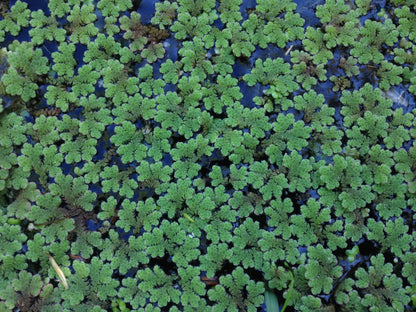 Azolla Caroliniana (Mosquito Floating Fern).                                אזולה קרוליניאנה (שרך יתושים צף)