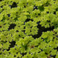 Azolla Caroliniana (Mosquito Floating Fern).                                לימנוביום אזולה קרוליניאנה (שרך יתושים צף)