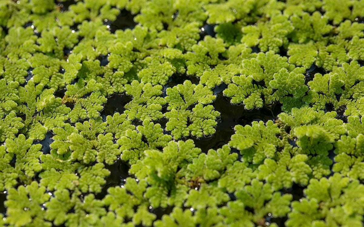 Azolla Caroliniana (Mosquito Floating Fern).                                לימנוביום אזולה קרוליניאנה (שרך יתושים צף)