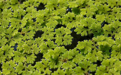 Azolla Caroliniana (Mosquito Floating Fern).                                אזולה קרוליניאנה (שרך יתושים צף)